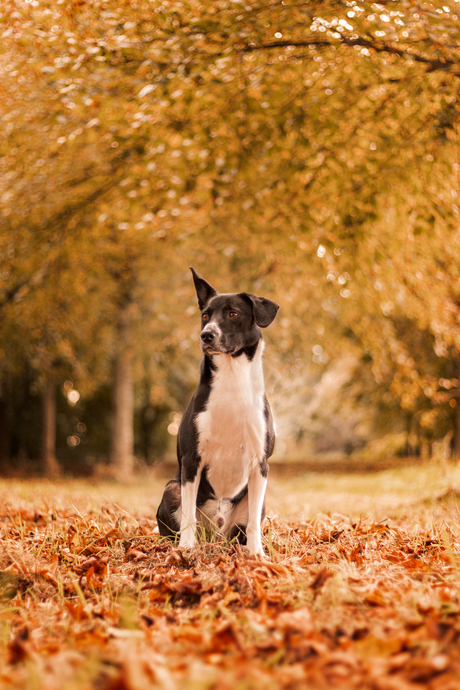 Herfstkleuren