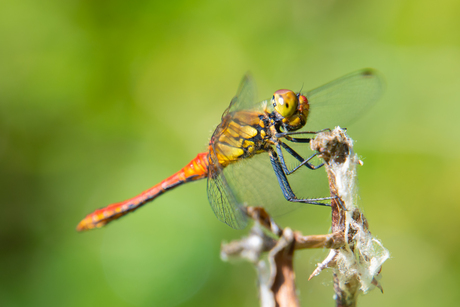 Bloedrode heidelibel