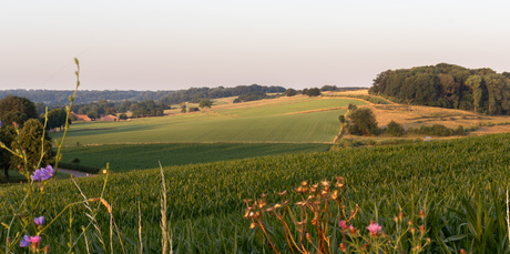 Limburgs landschap
