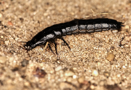 Deze naam kan ik niet vinden