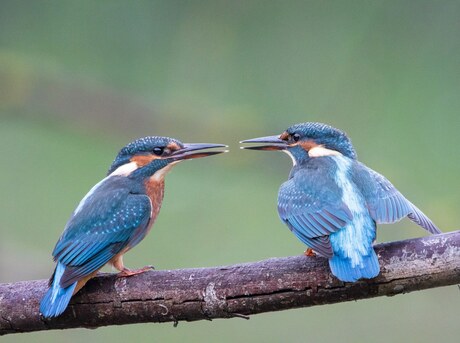 Jonge Ijsvogels 