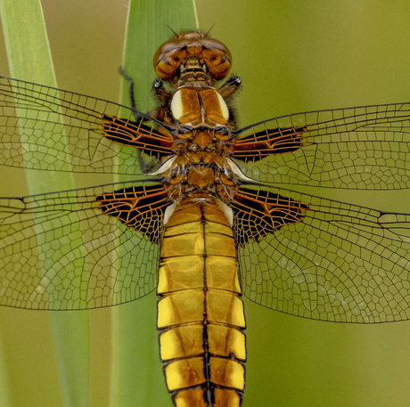 Platbuik