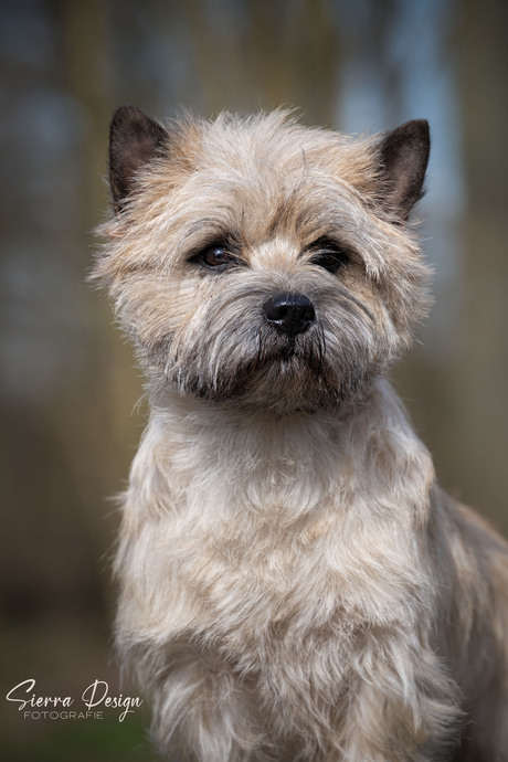 Cairn Terrier