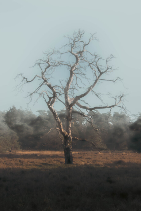 Lonely tree