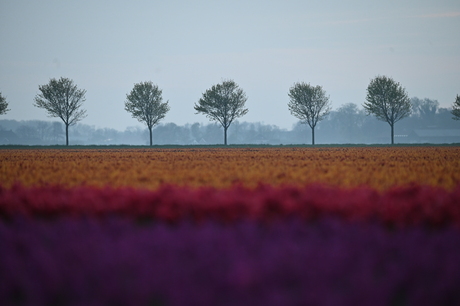 Bollenvelden in het Noorden