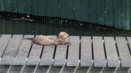 Reuzenotter jong in de zon