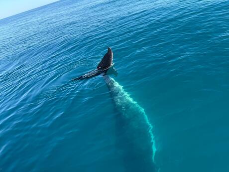 Hervey Bay - Australië