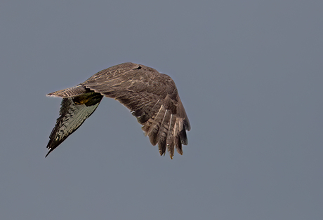 Buizerd