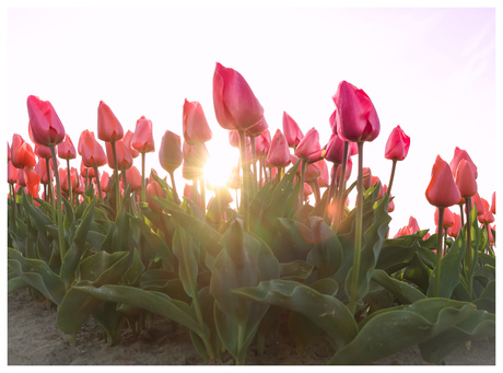 Tulpen bij zonsondergang
