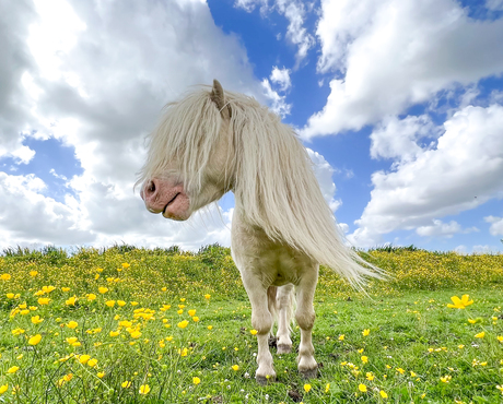 Hans “pony” Klok