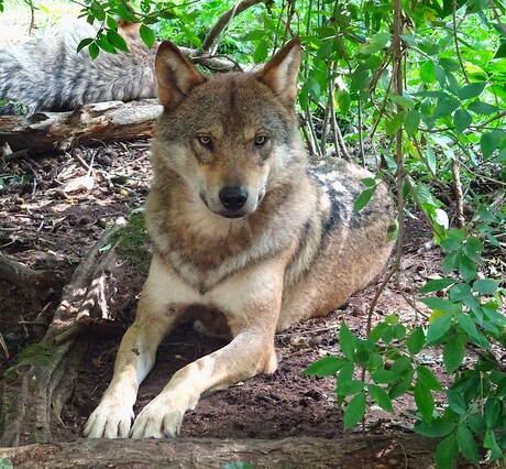 Grijze wolf