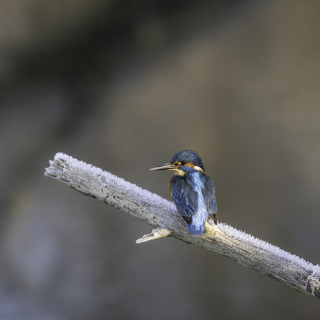 IJsvogel op het ijs