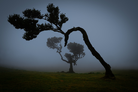 Misty Tree