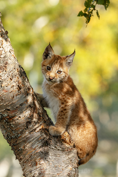 Jonge Lynx