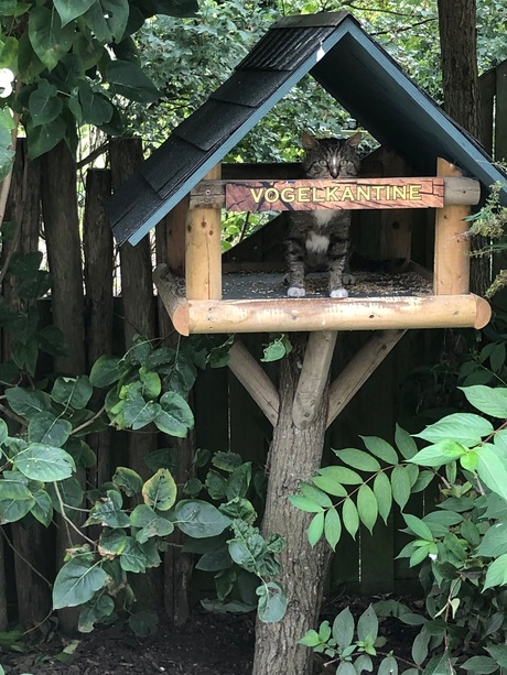 Wilde kat vraagt hulp in Vogelkantine