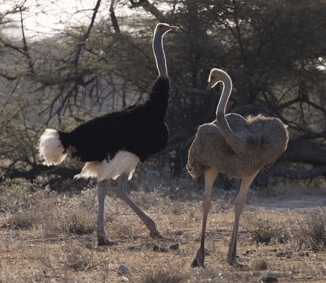 Somali Ostrich - Samburu special 5