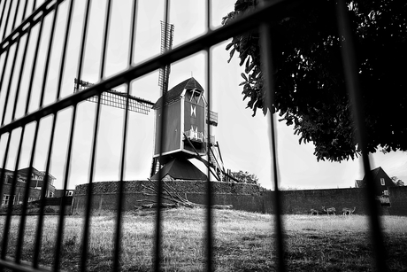 Thema fotochallenge: Typisch Nederlands 