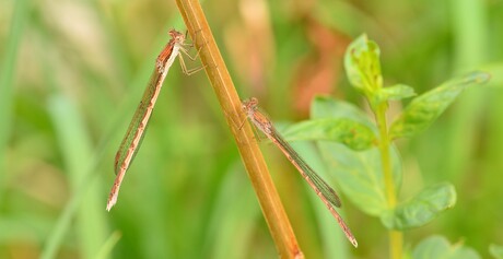 Noordse winterjuffer