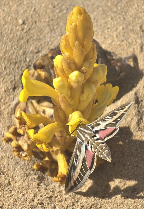 Gestreepte pijlstaart