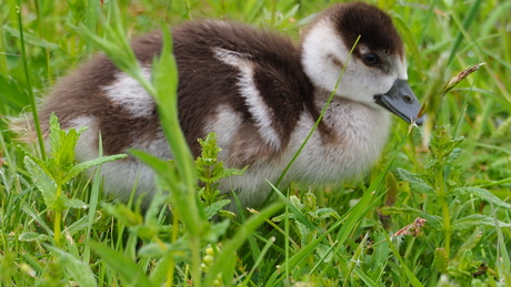 Nijlgans kuiken verstopt in het gras