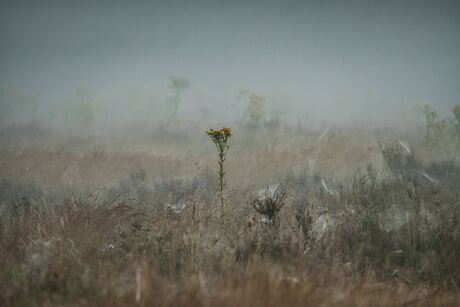 Magische gele bloem in de mist en omringd met spinnenwebben 