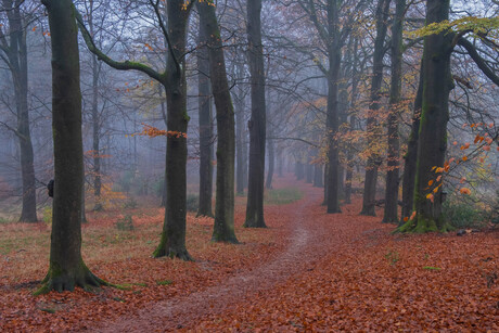 mist in het bos