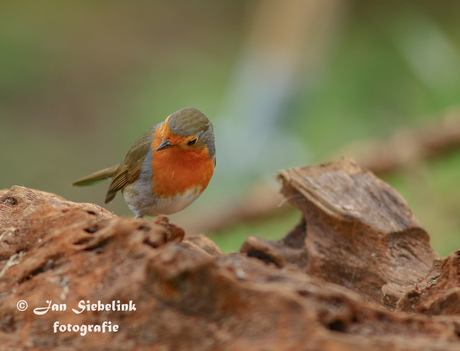 Roodborst