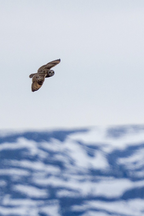 Velduil boven fjord 