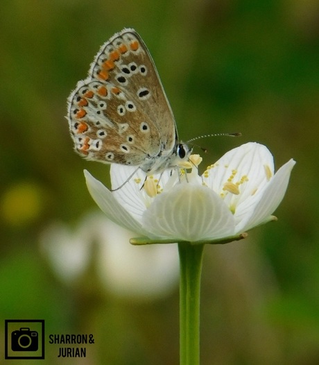 Bruin blauwtje