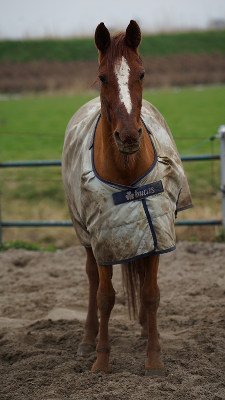 lenstest |Sigma 70-200 | F2.8