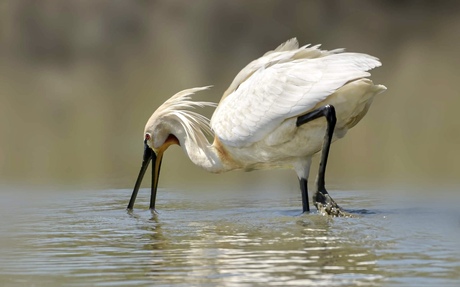 Lepelaar zeefde naar kleine beestjes 
