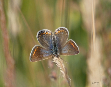 Icarus blauwtje (vrouwtje)