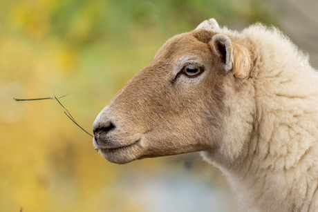 Aan het genieten van de najaarszon!