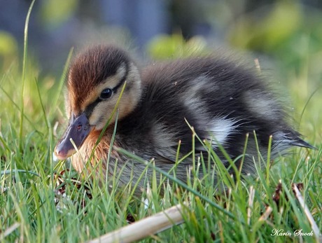 "Just walking throug grass..." 