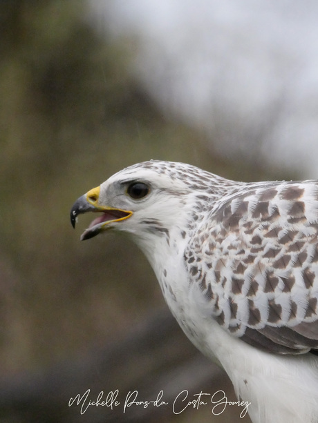 Portret van een blonde buizerd