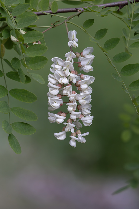 Witte Acacia 
