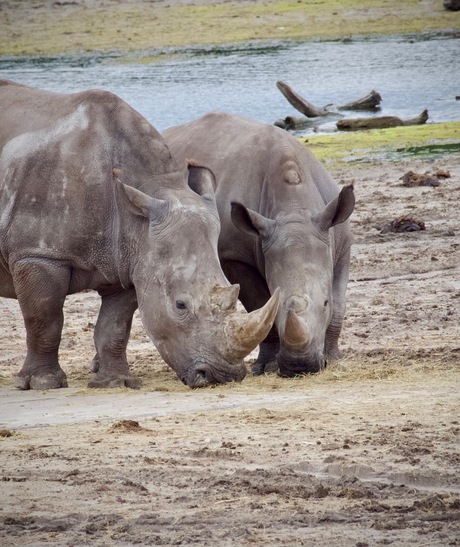 Witte neushoorn 