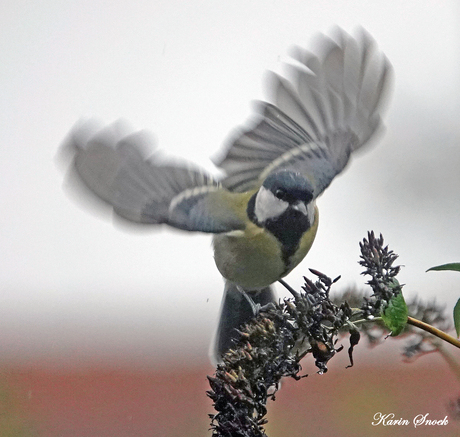 "Daaag koolmeesje..."