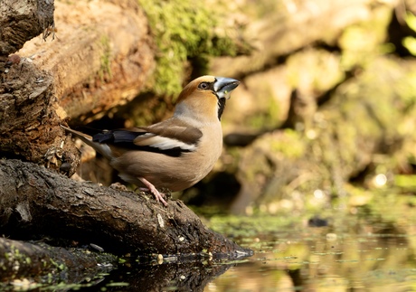 Appelvink