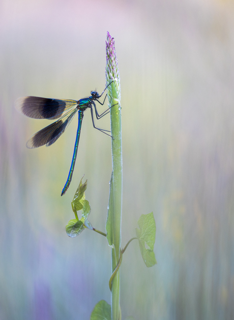 Banded demoiselle