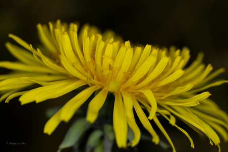 De hardnekkige paardenbloem, maar dan anders bekeken