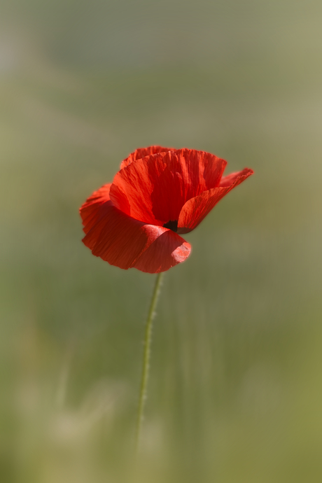 Poppy