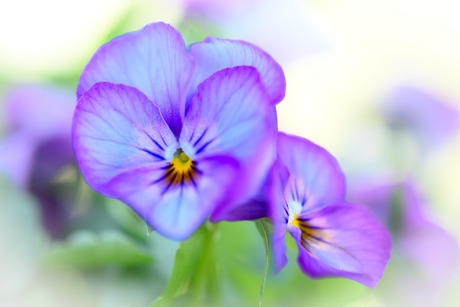 viooltje