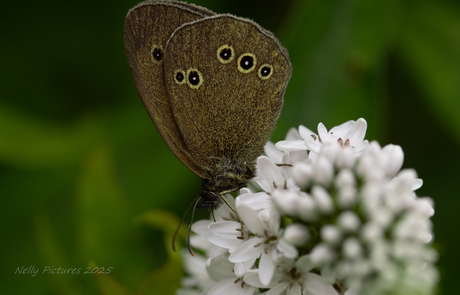 Koevinkje in de tuin