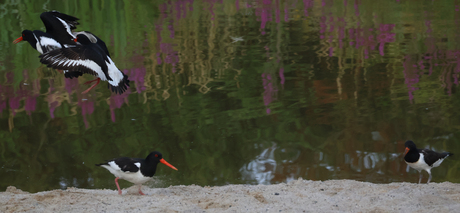 Bijzonder tafereel op de vroege ochtend...