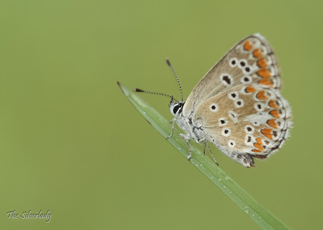 Bruin blauwtje