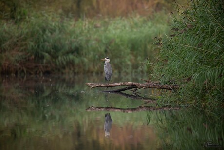 Blauwe reiger op een stokkie