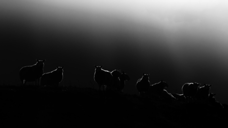 Backlight Sheeps