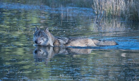 Wolf 6