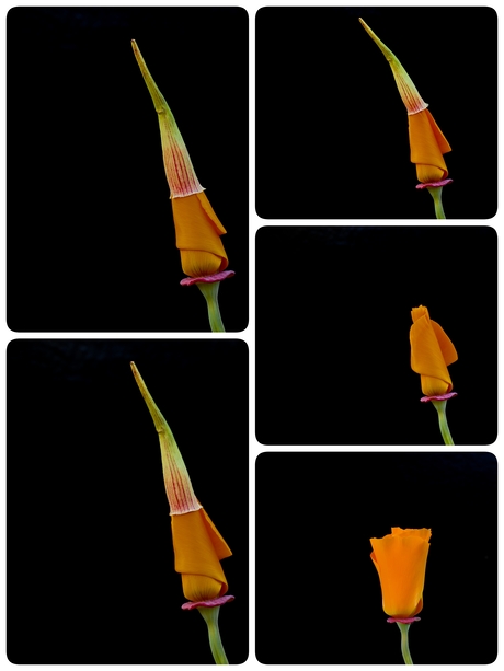 Ontwakend slaapmutsje 